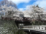 雪と桜の高島城1.JPG
