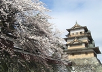 雪と桜の高島城4.JPG