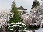 雪と桜の高島城6.JPG