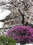 雪と桜の高島城7.JPG