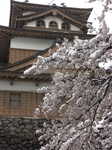 雪と桜の高島城8.JPG