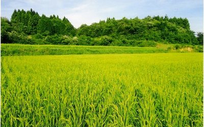 tr1宮城活米110814.jpg